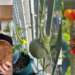 Singapore Gardener Proudly Harvests Cherry Tomatoes Grown on a 2m x 1m Balcony Space