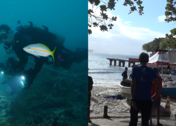 Coral crisis – Rising temperatures threaten Brazil’s reefs and food security across the Global South