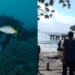 Coral crisis – Rising temperatures threaten Brazil’s reefs and food security across the Global South