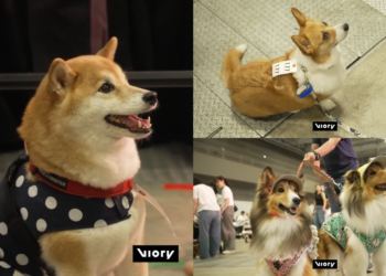 Sit happens! – Tokyo pooches stay seated for 30 seconds for shot at Guinness record glory
