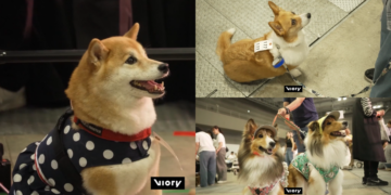 Sit happens! – Tokyo pooches stay seated for 30 seconds for shot at Guinness record glory