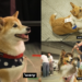 Sit happens! – Tokyo pooches stay seated for 30 seconds for shot at Guinness record glory
