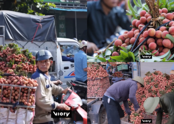Berry busy! – Vietnam’s lychee heartland bursts into life as harvest season hits full swing