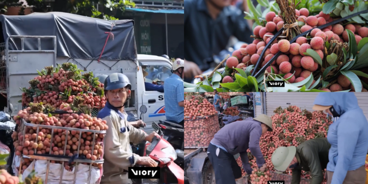 Berry busy! – Vietnam’s lychee heartland bursts into life as harvest season hits full swing