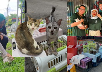 From Cat Fear to Cat Hero: She Now Helps 600 Stray Cats with Cats Of Penang