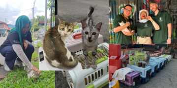 From Cat Fear to Cat Hero: She Now Helps 600 Stray Cats with Cats Of Penang