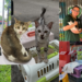 From Cat Fear to Cat Hero: She Now Helps 600 Stray Cats with Cats Of Penang