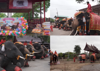 ‘World’s first’ mixed-sex elephant twins celebrate second birthday in Thailand