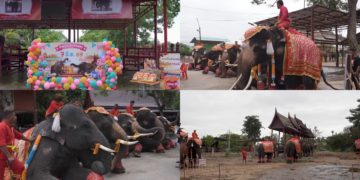 ‘World’s first’ mixed-sex elephant twins celebrate second birthday in Thailand