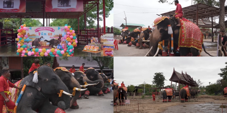 ‘World’s first’ mixed-sex elephant twins celebrate second birthday in Thailand