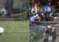 Bear-y special! First panda cub born in Indonesia makes public debut in West Java
