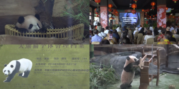 Bear-y special! First panda cub born in Indonesia makes public debut in West Java