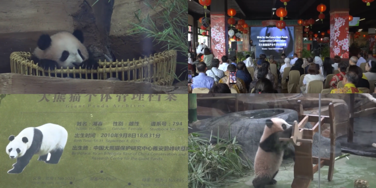 Bear-y special! First panda cub born in Indonesia makes public debut in West Java