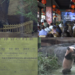 Bear-y special! First panda cub born in Indonesia makes public debut in West Java