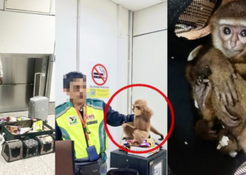Malaysia Airport Foils Smuggling Attempt, Rescues Six Live Gibbons Hidden Inside Bag