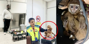 Malaysia Airport Foils Smuggling Attempt, Rescues Six Live Gibbons Hidden Inside Bag