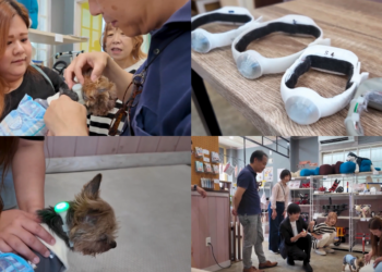 Japan tech firm helps deaf dogs with vibration-led audio aid