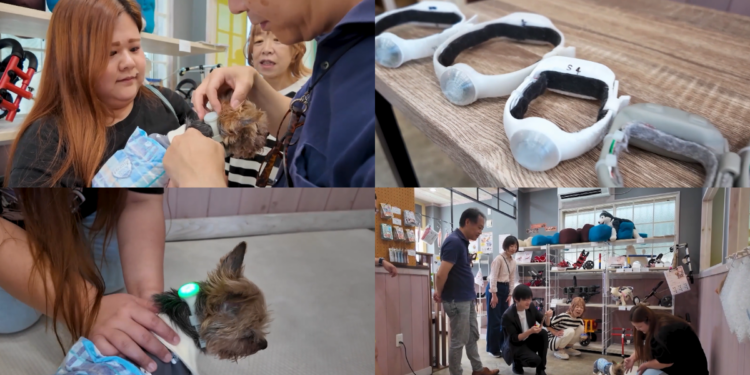 Japan tech firm helps deaf dogs with vibration-led audio aid