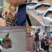Japan tech firm helps deaf dogs with vibration-led audio aid