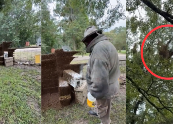 The Swarm! – Millions of honey bees escape in rural Texas neighbourhood after beehive delivery truck overturns