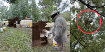 The Swarm! – Millions of honey bees escape in rural Texas neighbourhood after beehive delivery truck overturns