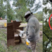 The Swarm! – Millions of honey bees escape in rural Texas neighbourhood after beehive delivery truck overturns