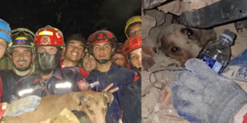 Rescuers miraculously save trapped dog buried beneath rubble after earthquakes devastate Venezuela