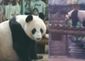 Moscow Zoo shares rare glimpse of mummy Ding Ding and young Katyusha