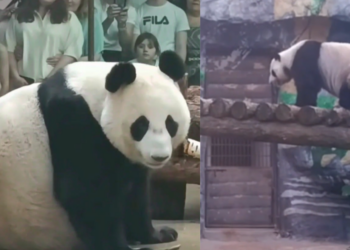 Moscow Zoo shares rare glimpse of mummy Ding Ding and young Katyusha