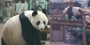 Moscow Zoo shares rare glimpse of mummy Ding Ding and young Katyusha