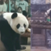 Moscow Zoo shares rare glimpse of mummy Ding Ding and young Katyusha