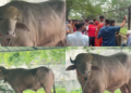 Buffalo named ‘Donald Trump’ is spared Eid sacrifice and moved to zoo in Bangladesh