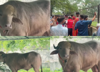 Buffalo named ‘Donald Trump’ is spared Eid sacrifice and moved to zoo in Bangladesh