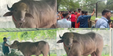 Buffalo named ‘Donald Trump’ is spared Eid sacrifice and moved to zoo in Bangladesh