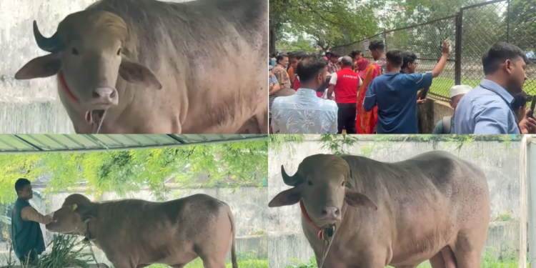 Buffalo named ‘Donald Trump’ is spared Eid sacrifice and moved to zoo in Bangladesh