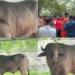 Buffalo named ‘Donald Trump’ is spared Eid sacrifice and moved to zoo in Bangladesh