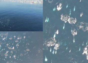 Hundreds of dolphins spotted off Chile’s coast in spectacular drone footage