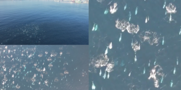 Hundreds of dolphins spotted off Chile’s coast in spectacular drone footage