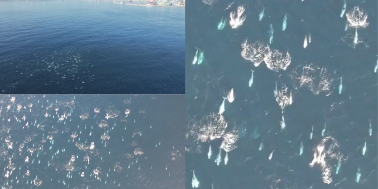 Hundreds of dolphins spotted off Chile’s coast in spectacular drone footage