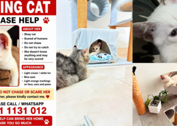 Every Pet Owner’s Nightmare: JB Woman Appeals For Help Finding Missing Cat