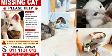 Every Pet Owner’s Nightmare: JB Woman Appeals For Help Finding Missing Cat