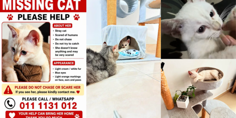 Every Pet Owner’s Nightmare: JB Woman Appeals For Help Finding Missing Cat