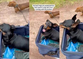 A Paralyzed Daschund’s Race with His Brother Captures People’s Hearts Worldwide