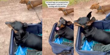 A Paralyzed Daschund’s Race with His Brother Captures People’s Hearts Worldwide
