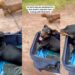 A Paralyzed Daschund’s Race with His Brother Captures People’s Hearts Worldwide
