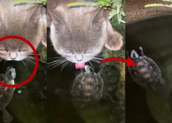 Protective Turtle Defends Its Pond Home From A Curious Thirsty Cat