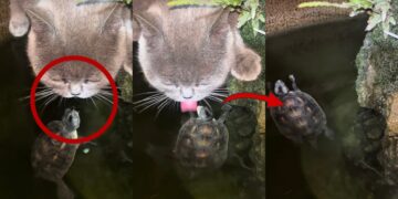 Protective Turtle Defends Its Pond Home From A Curious Thirsty Cat