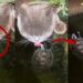 Protective Turtle Defends Its Pond Home From A Curious Thirsty Cat