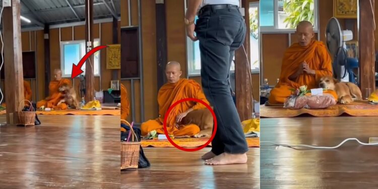The Dog Cuddling a Monk During Morning Prayer at a Local Temple