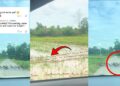 Thousands Of Ducks Cause Massive Traffic Jam And Amuse Thai Commuters